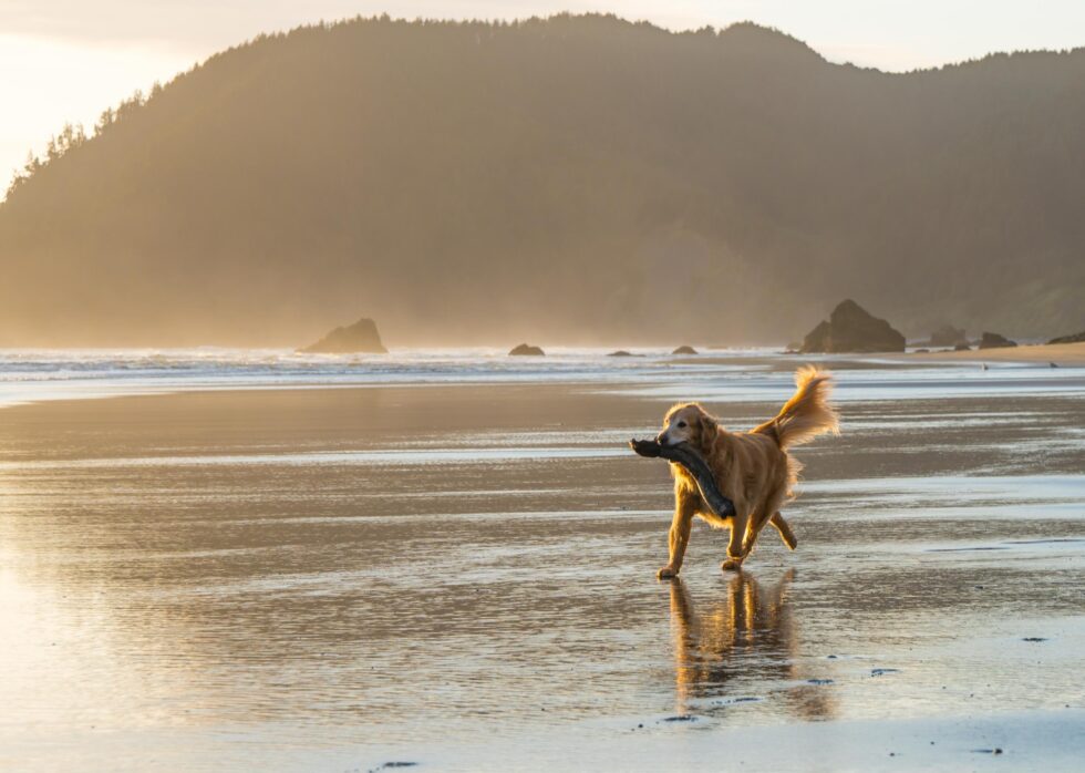 Western Skies Veterinary - In Home Pet Euthanasia | 3 Ways To Heal After the Loss of a Pet
