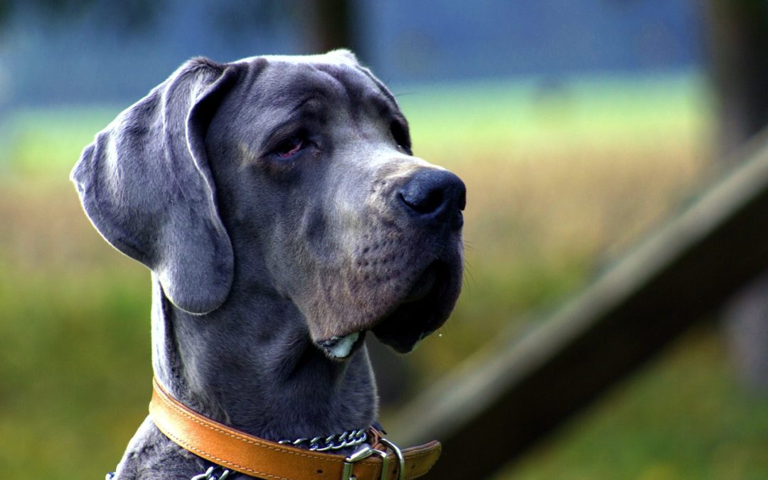 Western Skies Veterinary - In Home Pet Euthanasia | How Dental Disease Affects Your Senior Pet’s Overall Health