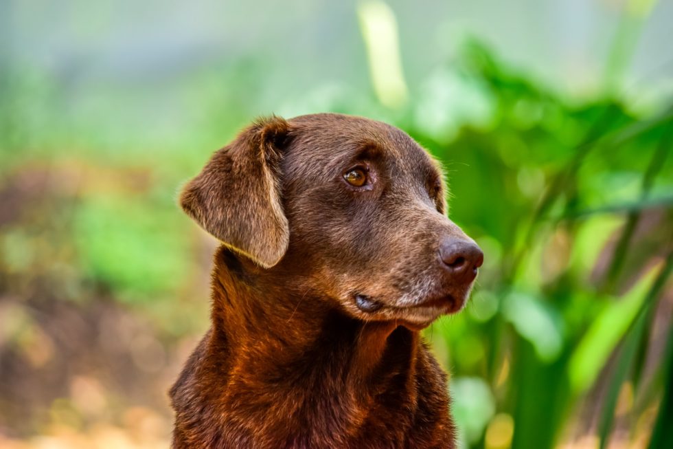Western Skies Veterinary - In Home Pet Euthanasia | 5 Ways to Help Your Senior Pet Remain Mobile