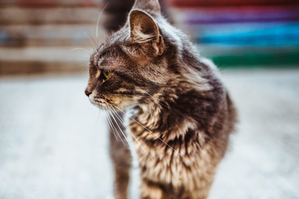Western Skies Veterinary - In Home Pet Euthanasia | End-of-Life Care: What Pet Owners Need to Know