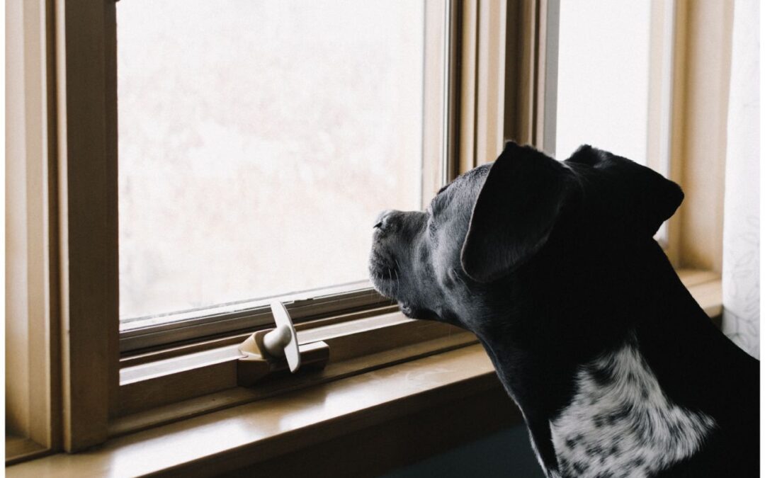 Western Skies Veterinary - In Home Pet Euthanasia | Helping Your Pets Adjust to Back-to-School Season