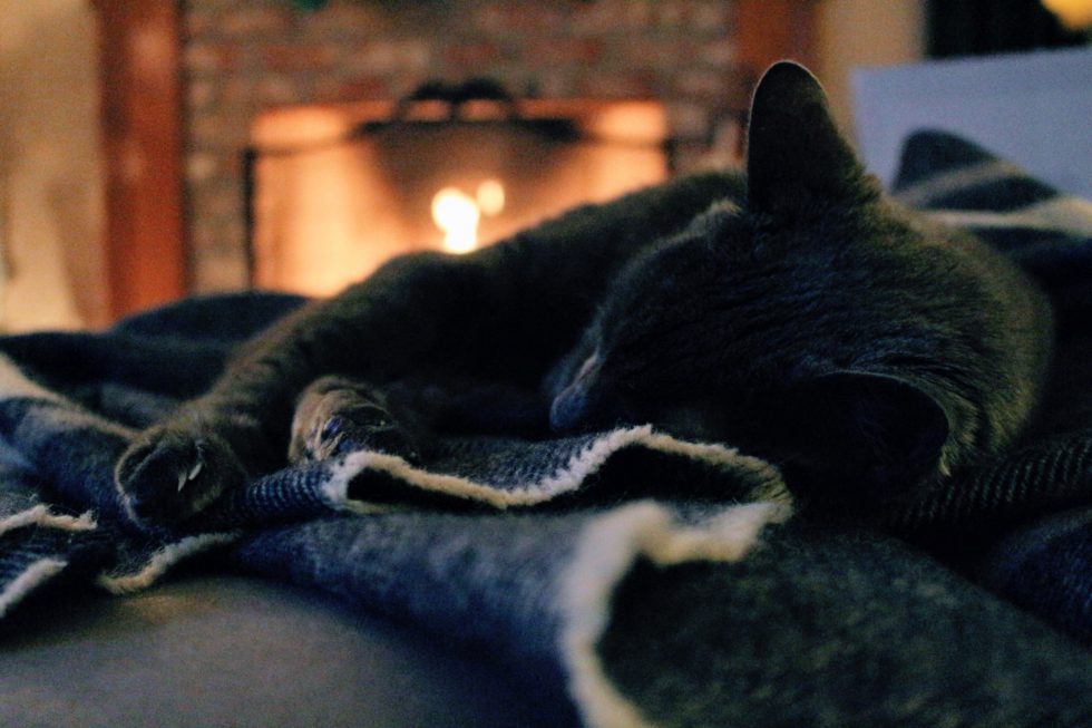 Western Skies Veterinary - In Home Pet Euthanasia | How to Help Your Senior Pet Handle the Changing Seasons