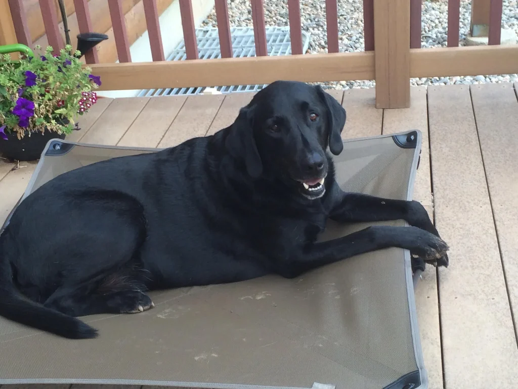Western Skies Veterinary - In Home Pet Euthanasia|Memorials