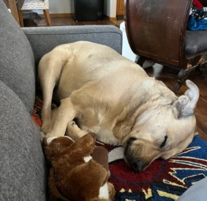 Western Skies Veterinary - In Home Pet Euthanasia | Testimonials Western Skies Veterinary - In Home Pet Euthanasia | Testimonials