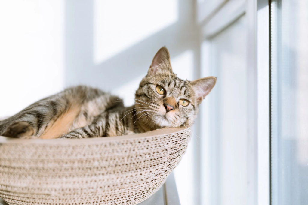 pet euthanasia