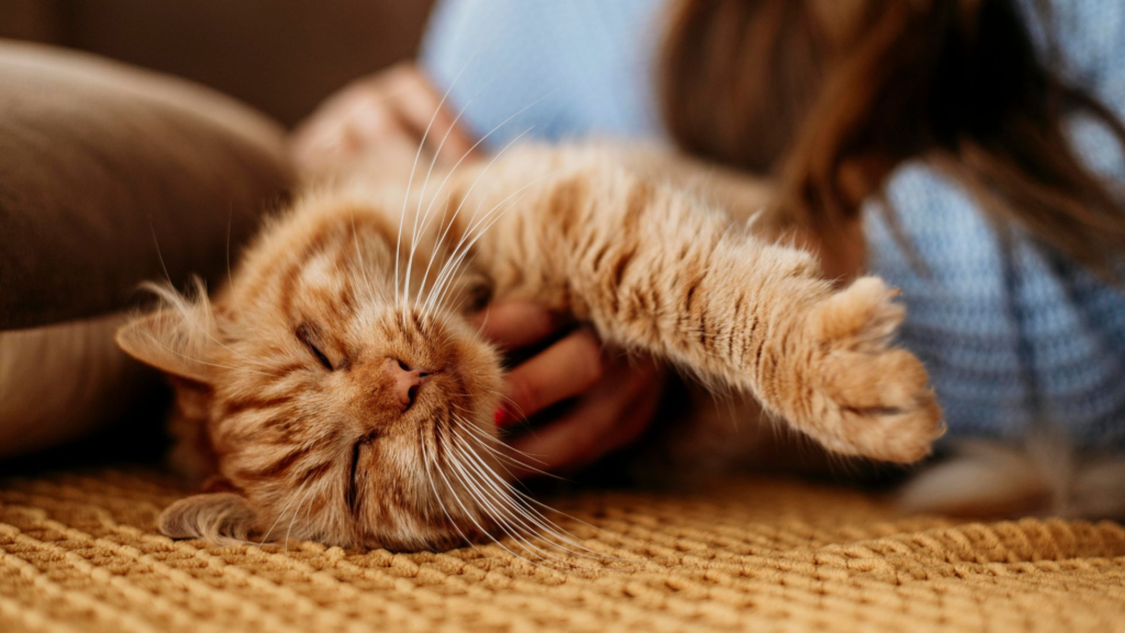 in-home pet euthanasia