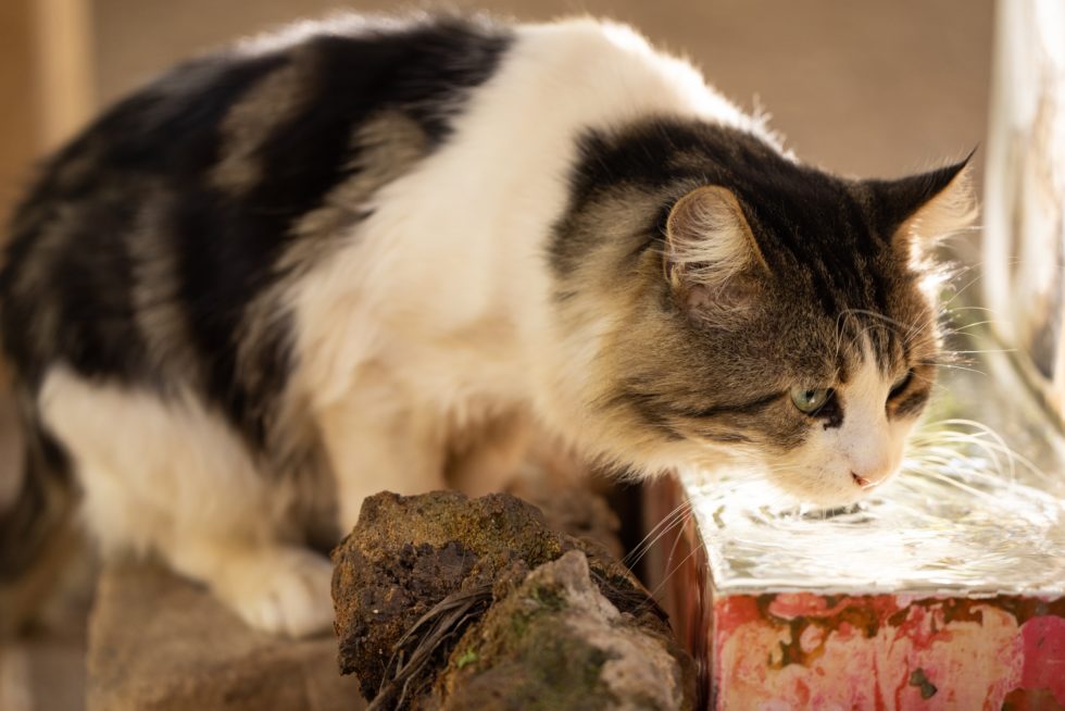 Aging Cats